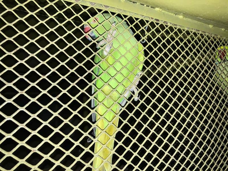 ringneck parrot full setup 3