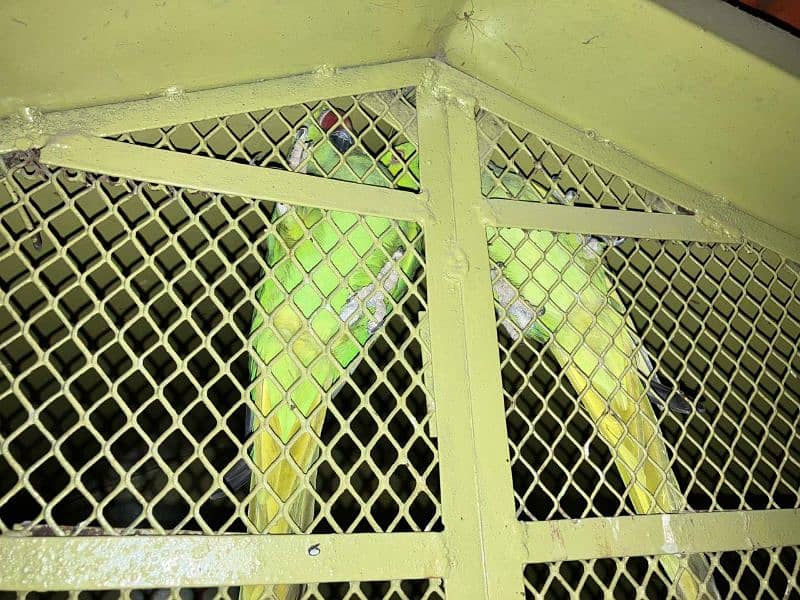 ringneck parrot full setup 4