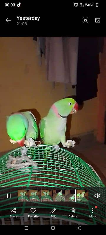 2 males raw parrot 0