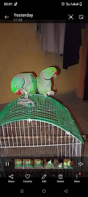 2 males raw parrot 1