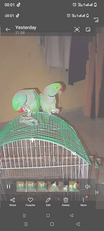 2 males raw parrot 2