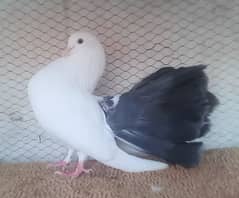 pigeon