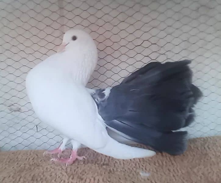 pigeon laka fantail fan tail blacktail black tail fancy kabootar bird 0