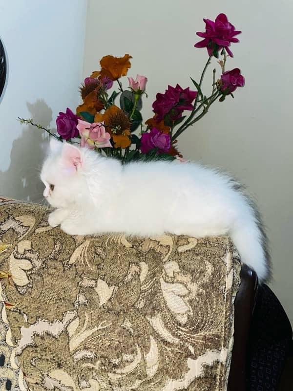 Persian Kitten 4