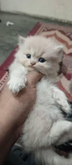 kitten