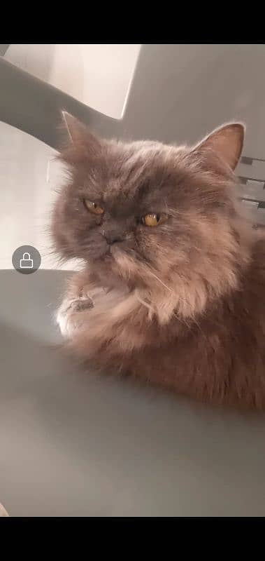 Persian Cat Pair Adult 0