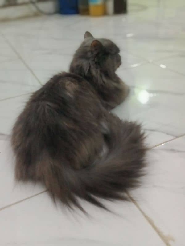 Persian Cat Pair Adult 1