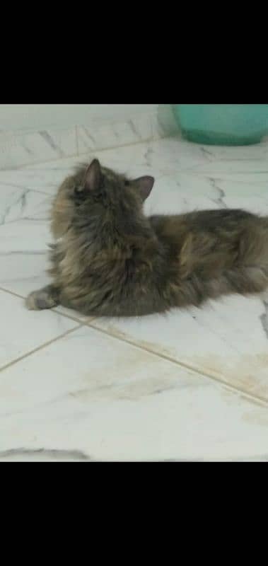 Persian Cat Pair Adult 2