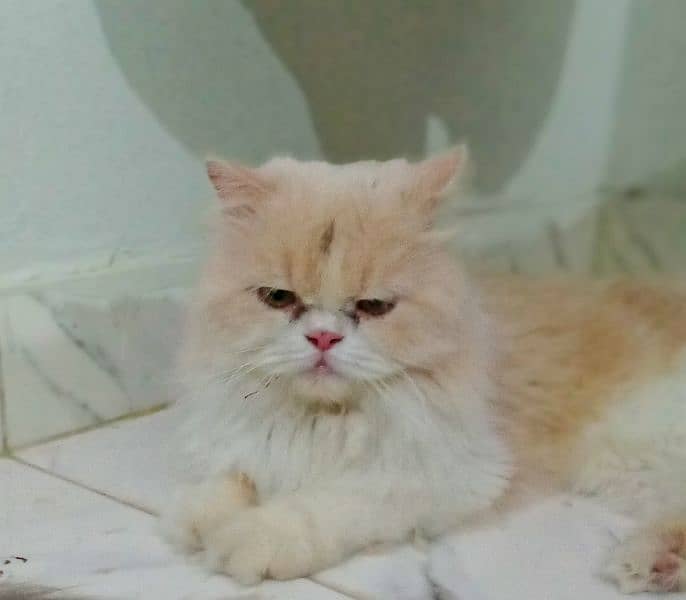 Persian Cat Pair Adult 3