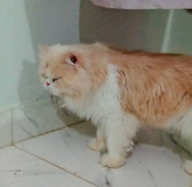 Persian Cat Pair Adult 4