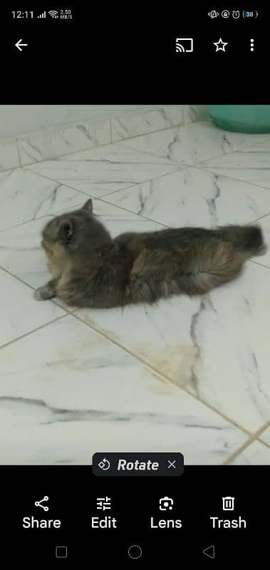 Persian Cat Pair Adult 5