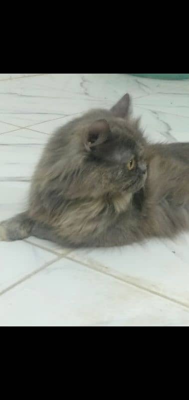 Persian Cat Pair Adult 9