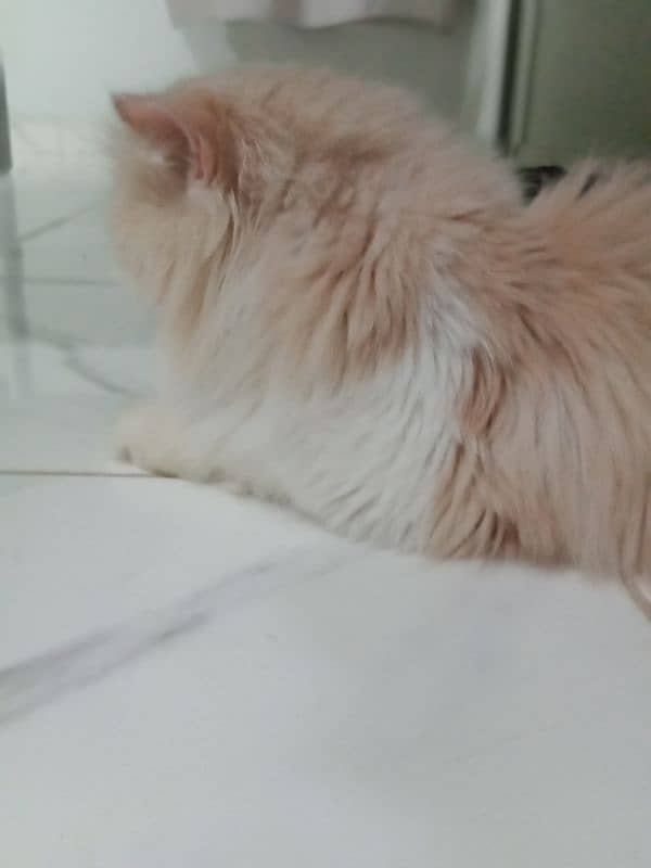 Persian Cat Pair Adult 10