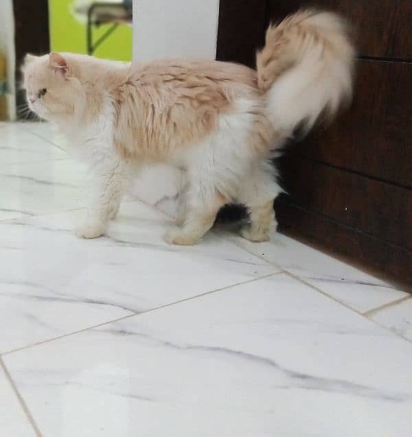 Persian Cat Pair Adult 12