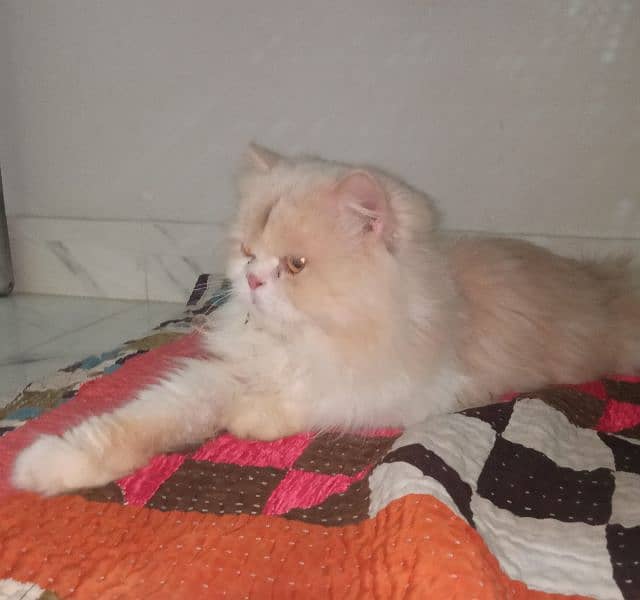 Persian Cat Pair Adult 13