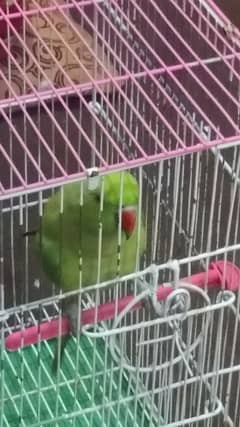 ring parrot