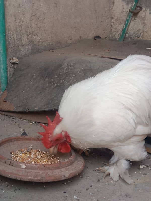 bantam male 2