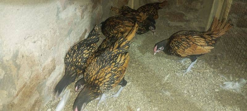 Japanese, Sebright, Bantam (pekin) 0