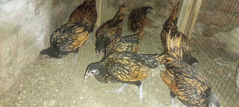 Japanese, Sebright, Bantam (pekin) 1