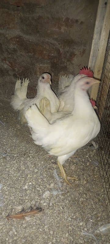 Japanese, Sebright, Bantam (pekin) 2