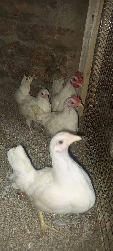 Japanese, Sebright, Bantam (pekin) 3