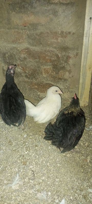 Japanese, Sebright, Bantam (pekin) 4