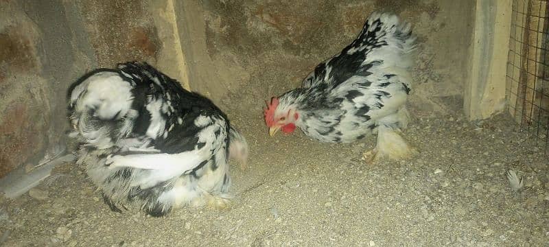 Japanese, Sebright, Bantam (pekin) 5