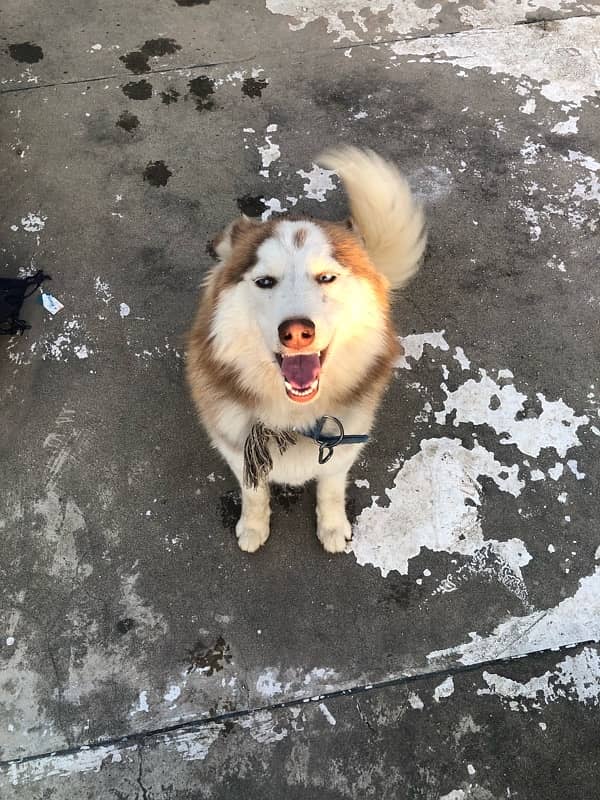 brown husky male 0