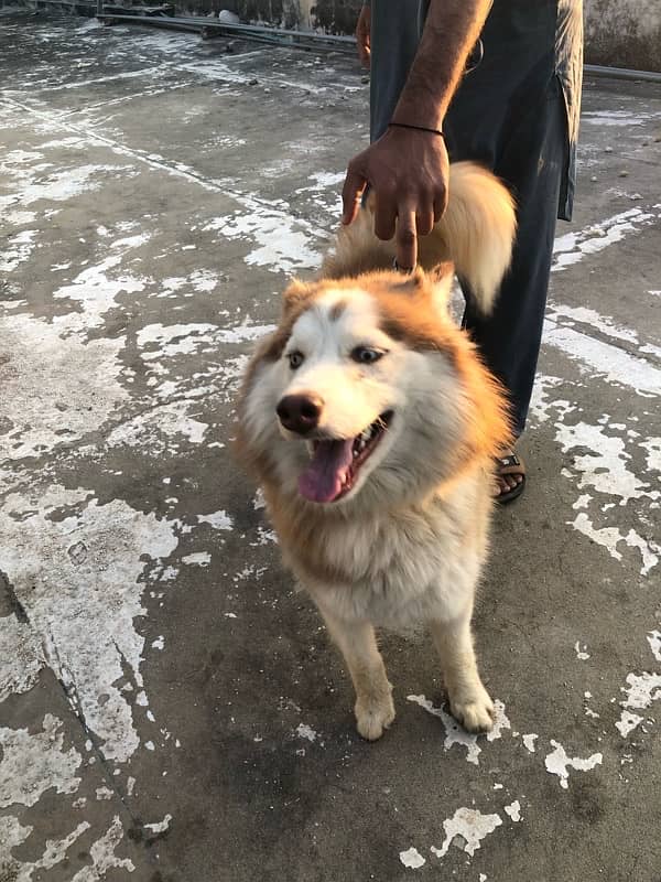 brown husky male 5