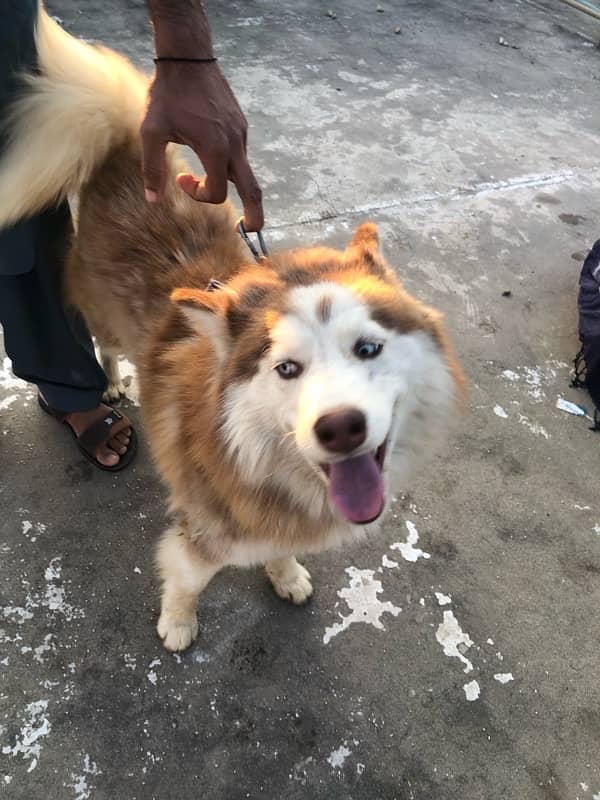 brown husky male 6