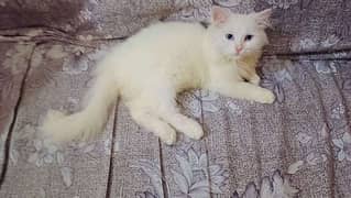 Persian Cat Hai Male 3 Months Ka hai