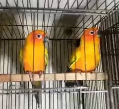 Sun Conure Breeder pair urgent sale with DNA