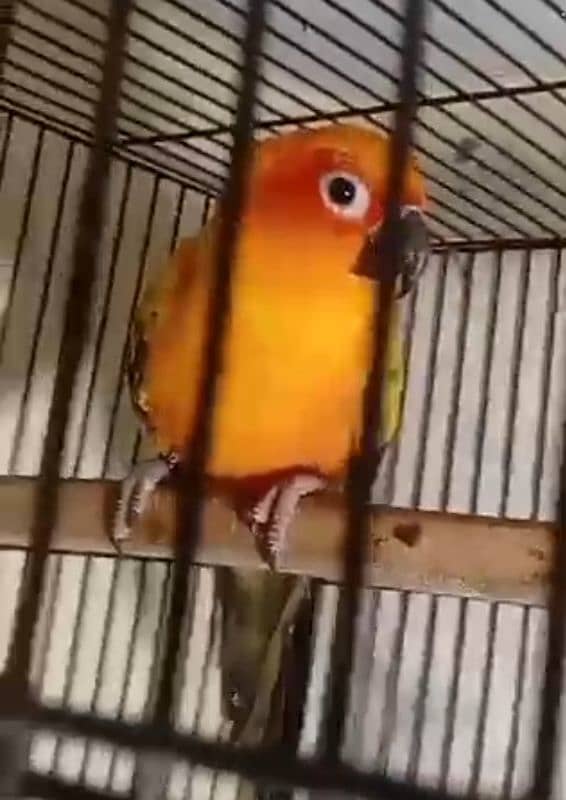 Sun Conure Breeder pair urgent sale with DNA 1