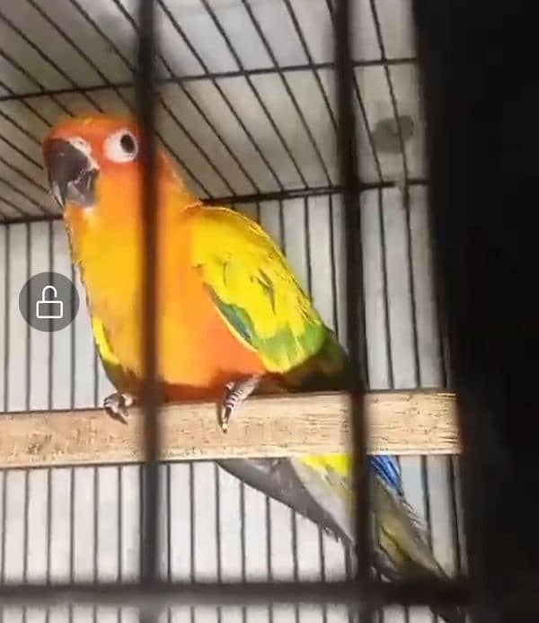 Sun Conure Breeder pair urgent sale with DNA 2