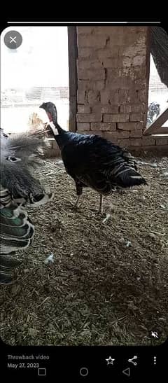 turkey breeder female for sale ready to bareed