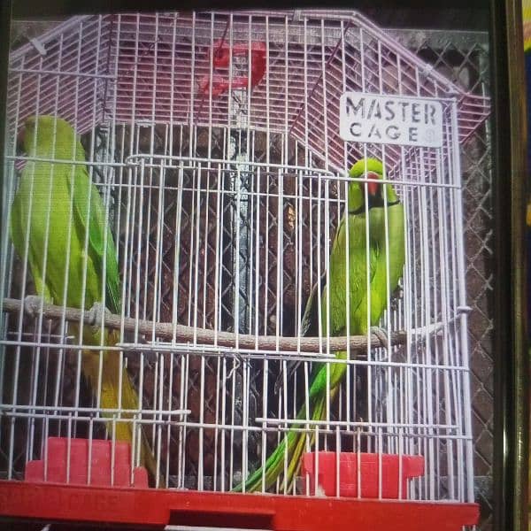 RINGNECK BONDED PAIR 0