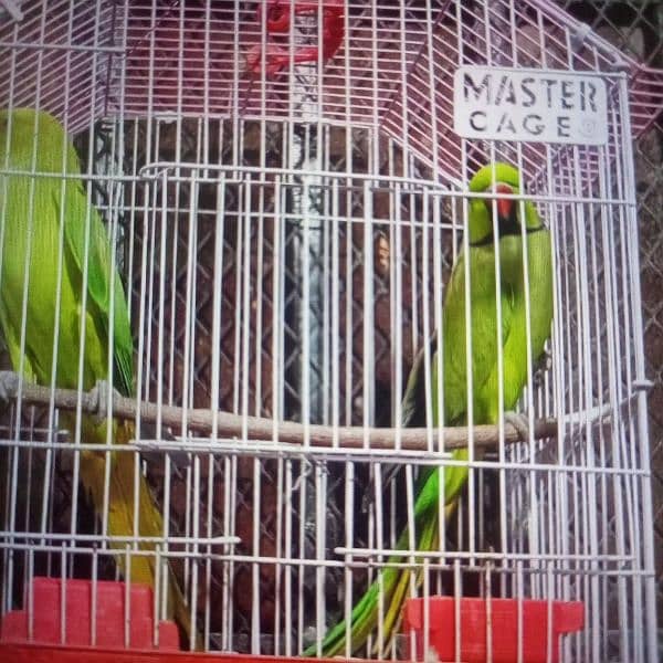 RINGNECK BONDED PAIR 4