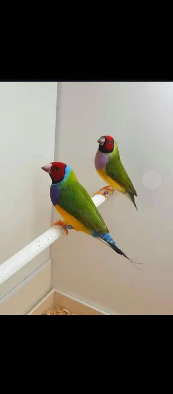 Common Goldiyan Breeder Pair 0