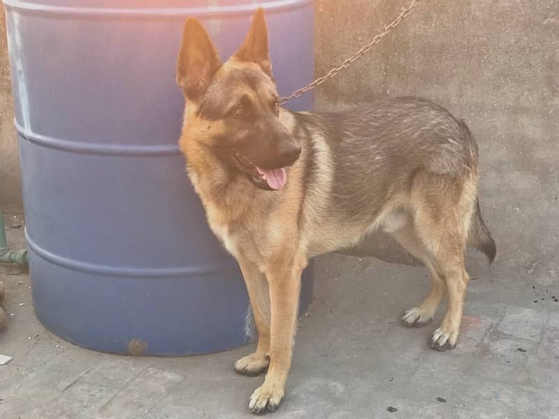 1 year old german shepherd  single court very friendly 2