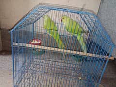 2 ringneck pair with cage