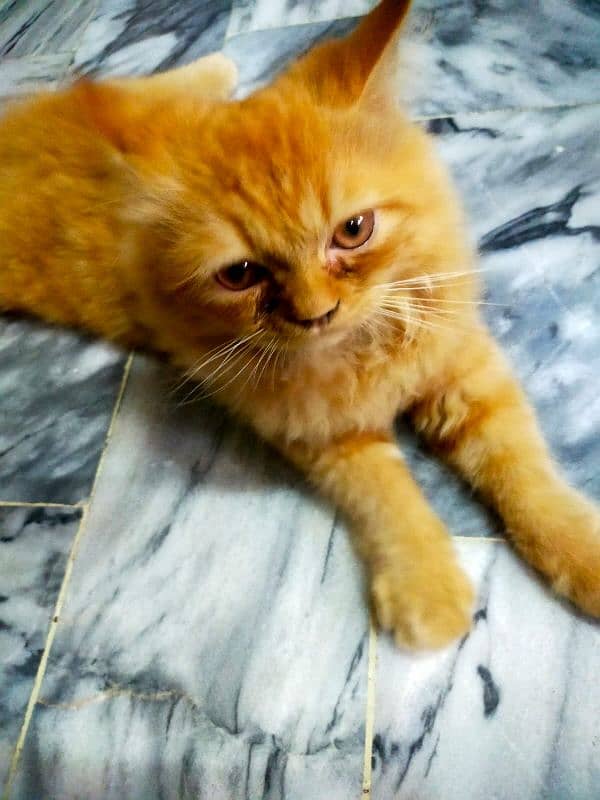 cute little persian cat 0