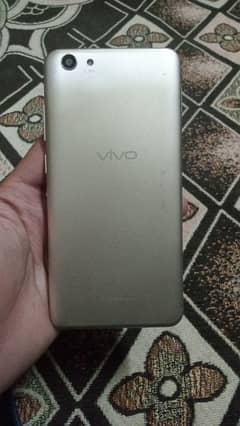 VIVO