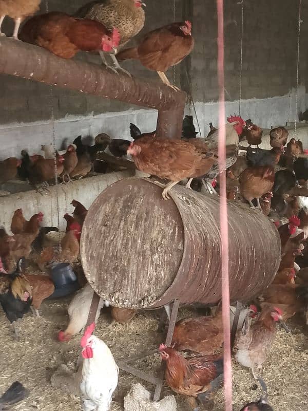 Started Golden misri hens for sale in Japan road Islamabad 2