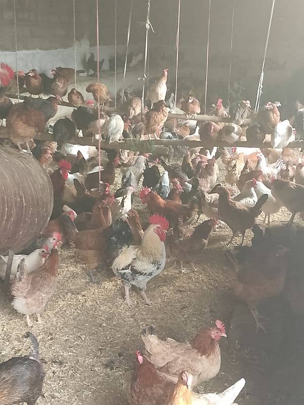 Started Golden misri hens for sale in Japan road Islamabad 3