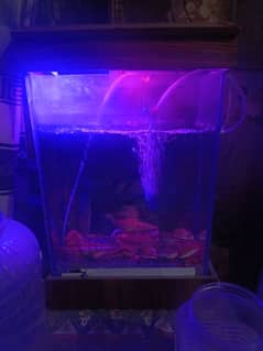 fish equrium with all important things. filter tray, filter pump, etc