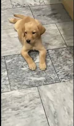 Labrador puppy.