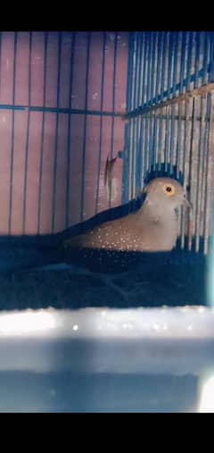 Dove pair