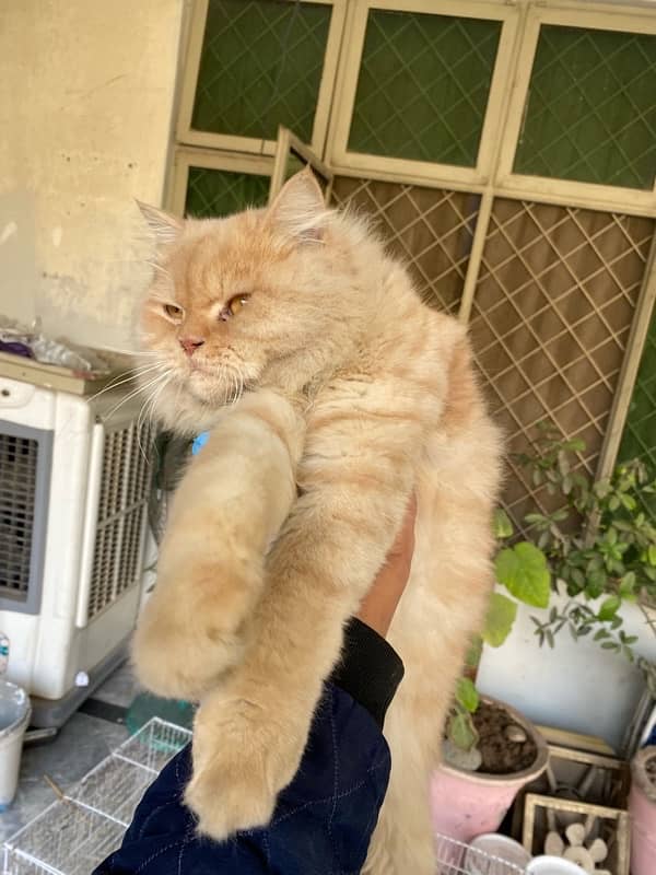 persian cat male 0