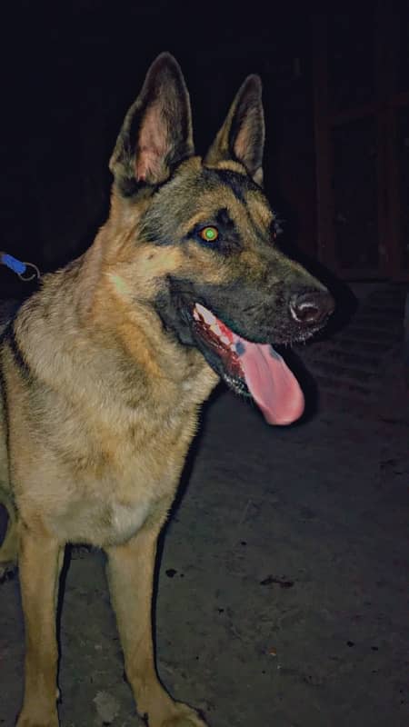 1 year old german shepherd  single court very friendly 3