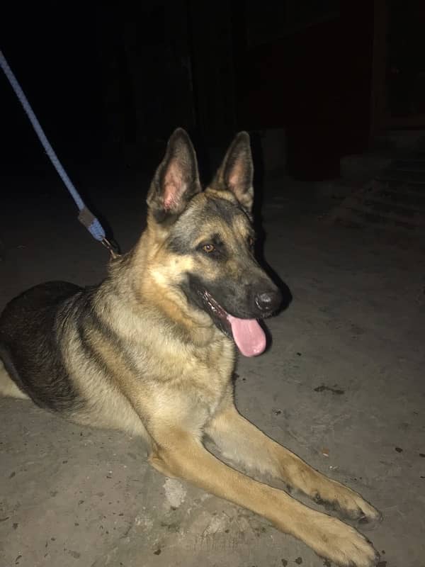 1 year old german shepherd  single court very friendly 4